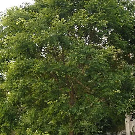 Di Luna E Di Sole Oda ve Kahvaltı 3*