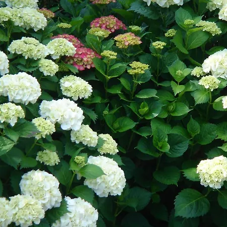 ベッド・アンド・ブレックファスト Di Luna E Di Sole サルツァーナ